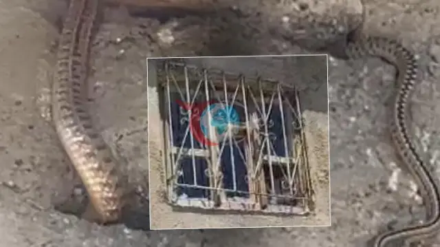 Жыландар басып алған үйде аман қалу үшін күрес: «Олар төбедегі құс тесіктеріне дейін сіңіп кетті»
