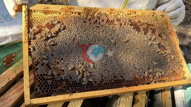 Kazdağları'nın Şifa Kaynağı: Üst Üste 5 Kez Dünya Birincisi Seçilen Siyah Balda Hasat Zamanı