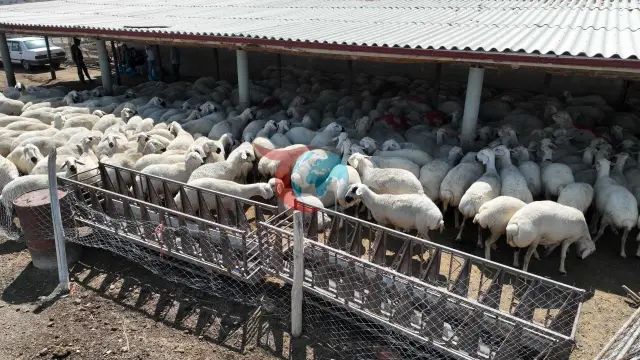Konya Büyükşehir Belediyesi'nden Hayvancılığa Dev Destek: Üreticinin Gücüne Güç Katılıyor