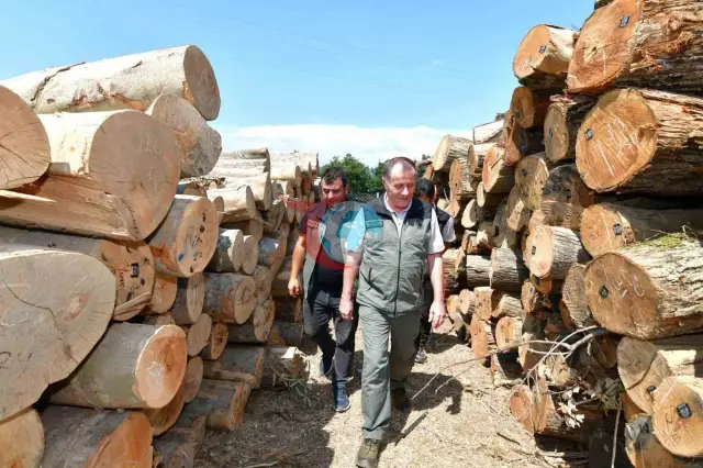 Bandırma'da Ormancılık Faaliyetlerine Yakın Takip: Bölge Müdürü Musa Şen Çalışmaları İnceledi