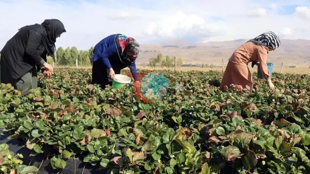 Ağrı'da Tarım Devrimi: "Burada Yetişmez" Denilen Çilekten Tonlarca Rekor Hasat!