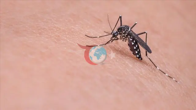 Kuzey Makedonya'da Batı Nil Virüsü Alarmı: 4 Kişi Hayatını Kaybetti
