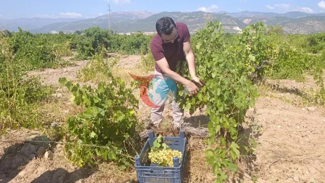 Gaziantep İslahiye'de Bağ Bozumu Coşkusu: Hatun Parmağı ve Antep Karası Üzümlerinde Hasat Mevsimi Başladı