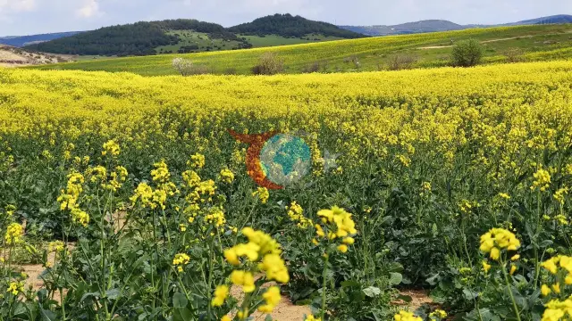 Trakya'da Sarı Altın Patlaması: Kanola Üretiminde Rekor Verimle Yılın Kazananı Belli Oldu