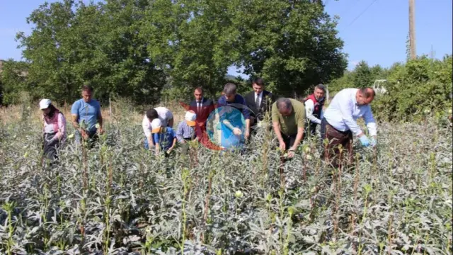 Amasya'nın Coğrafi İşaretli Sarı Altını: Çiçek Bamyasının Kilogramı 1400 Liraya Ulaştı