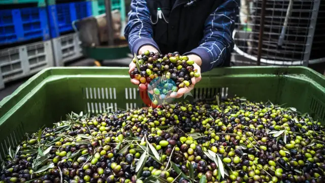 Türkiye'nin 40 Yıllık Zeytin Devi Baktat İçin Kritik Karar: Mahkemeden 1 Yıllık Kesin Mühlet!
