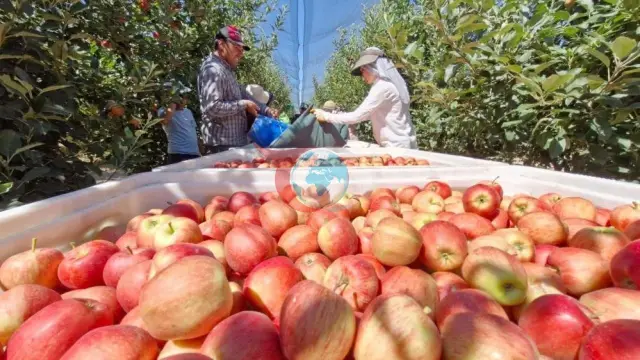 Karaman'da Tarihi Elma Hasadı Başladı: 800 Bin Tonluk Rekor Rekolte Bekleniyor