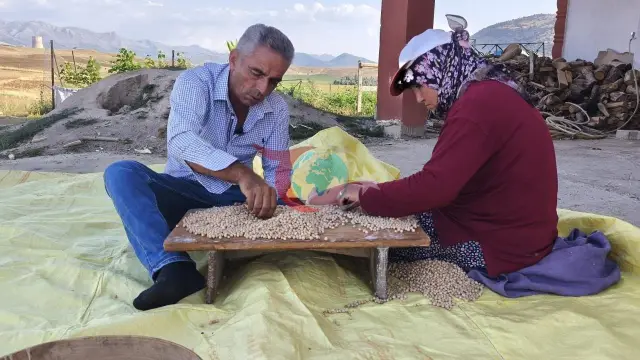 Tufanbeyli'de Nohut Hasadı Başladı: Kilosu 100 Liradan Alıcı Buluyor