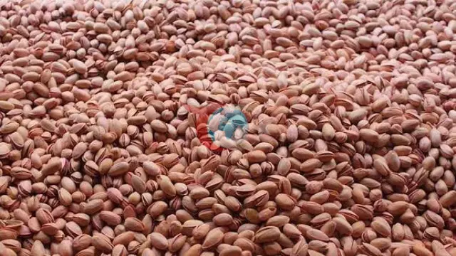 Siirt Fıstığında Hasat Heyecanı: "Yok Yılı" Yağışlarla "Var Yılına" Dönüştü
