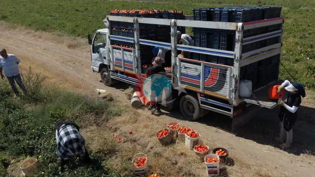 Bitlis'te Dev Domates Hasadı Başladı: Bölgenin Zirvesindeki Kent Türkiye'de de 7. Sırada