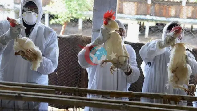 Uruguay'da Kuş Gribi Alarmı: Ülke Genelinde Acil Durum İlan Edildi