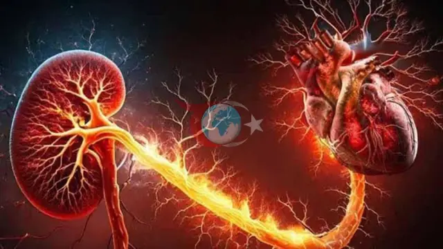 Ürək və Böyrək Xəstəlikləri Arasındakı Ölümcül Dövr: ESC 2026 Konqresindən həyati xəbərdarlıqlar