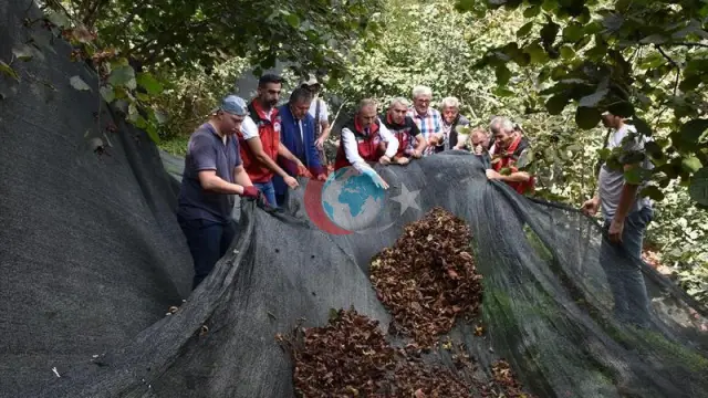 Жаңғақ өндірушілер үшін үлкен ыңғайлылық: егін жинау желісі шығындарды 80 пайызға төмендетеді