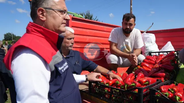 Bafra Ovası'ndan Türkiye Ekonomisine Dev Katkı: Kapya Biber Hasadı Başladı