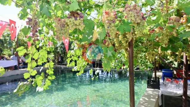 Siirt'in Tescilli Tayfi Üzümünde Hasat Zamanı: Avrupa Pazarına İhraç Ediliyor!