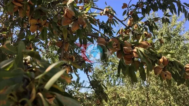 28 Yıllık Sabır Meyvesini Verdi: Boş Kalmasın Diye Dikilen Bademler İlk Kez Hasat Edildi