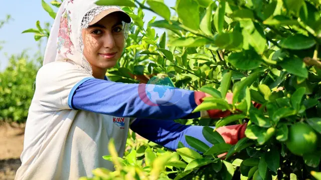 Adana'da Mayer Limonu Hasadı Başladı: 710 Bin Ton Rekolte Bekleniyor