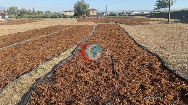 TMO'nun Kuru Üzüm Alım Fiyatları Alaşehirli Üreticiye Can Suyu Oldu