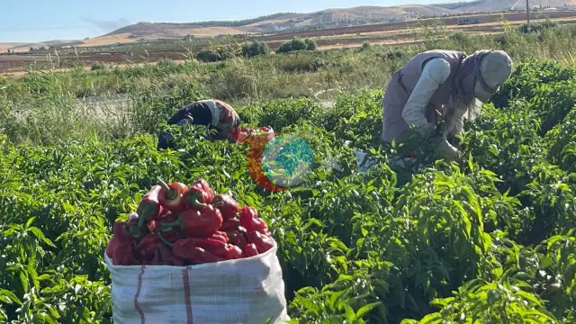 Şanlıurfa'da İsot Sezonu Başladı: Vatandaşlar Kışlık Pul Biber İçin Çuvallarla Satın Alıyor