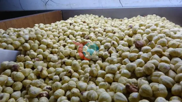 Fındık Üreticisi Ezber Bozdu: Doğrudan Satış Yerine İşleyip Paketleyenler %200 Daha Fazla Kazanıyor