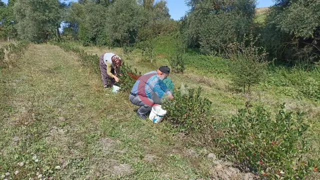 Emeklilik Sonrası Toprağa Dönüş: Samsun'da Devlet Desteğiyle Kurulan Aronya Bahçesinde Hasat Zamanı