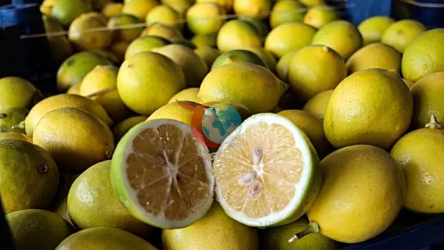 Adana'da Limon Hasadı Başladı: Tarlada 5 TL Olan Limon Markette Nasıl 100 TL Oluyor?