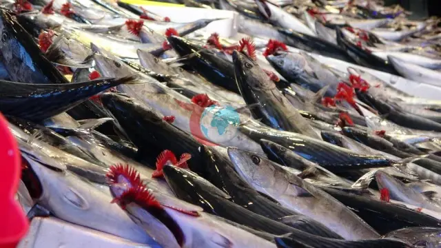 Karadeniz'de Balık Bolluğu Fiyat Krizine Yol Açtı: "Avlanma Geçici Olarak Durdurulmalı"