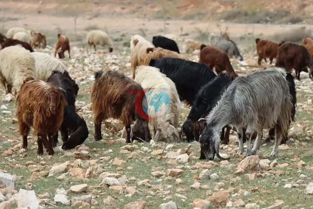 Türkiye'de Hayvancılıkta Hareketlilik: TÜİK Büyükbaş ve Küçükbaş Hayvan Sayılarını Açıkladı