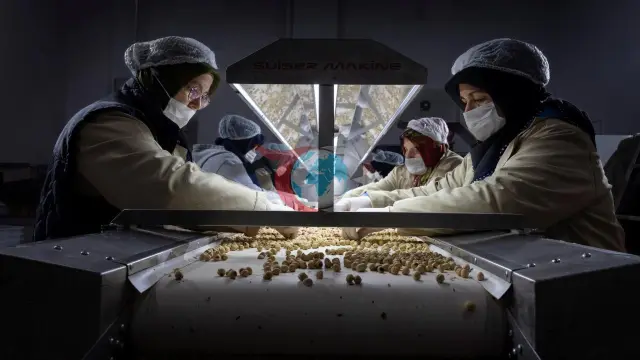 Bütün kənd fabrikin ortağı oldu: Sakaryadan Amerikaya fındıq möcüzəsi