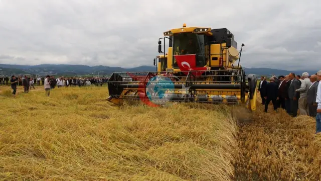 Samsun Alaçam'da Çeltik Hasadı Başladı: 2026 Sezonunda Yüksek Verim Üreticinin Yüzünü Güldürdü