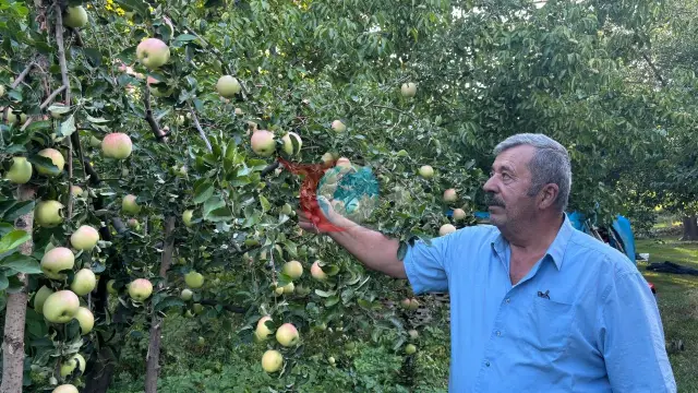 Sivas'ın Tescilli Mucizesi: Dalından Koparıldıktan Sonra 6 Ay Taze Kalan Gürün Ayvaniye Elmasında Hasat Başladı