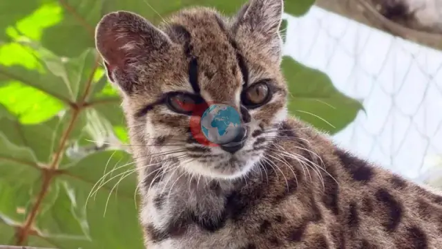 Bolivya Ormanlarında Yeni Bir Kedi Türü Keşfedildi: Karşınızda Leopardus tilcayo