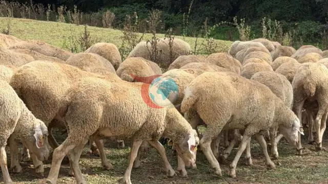 Düzce'de Kırsal Kalkınmaya Büyük Güç: Üretici İsrafil Çakmak'a 100 Küçükbaş Hayvan Desteği