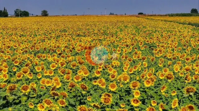 TİGEM’den Dev Satış: 1600 Ton Yağlık Ayçiçeği İhaleyle Satılacak