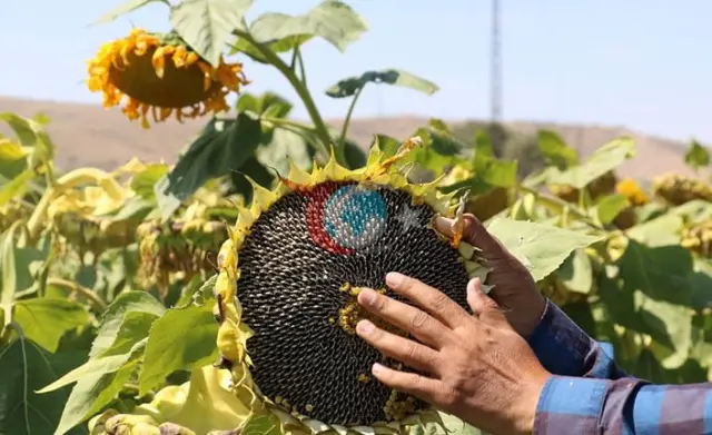 TİGEM Dalaman'da Dev Satış: 1600 Ton Yağlık Ayçiçeği İhaleyle Satılacak