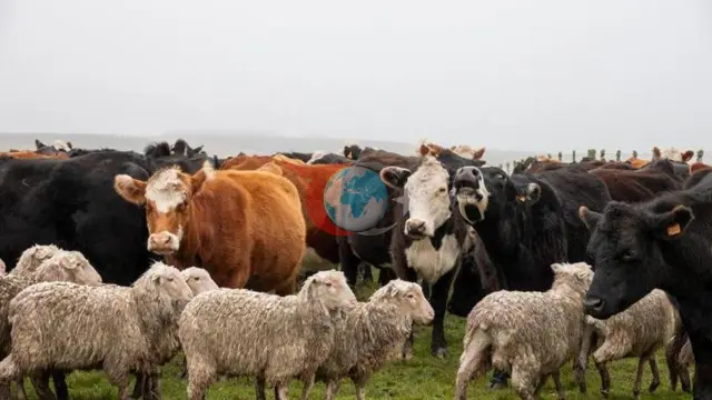 Türkiye Hayvan Varlığında Avrupa Zirvesinde: Büyükbaş ve Küçükbaşta Rekor Fark!