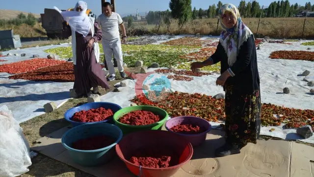 Muş'tan Avrupa'ya Uzanan Lezzet Köprüsü: 25 Dönümlük Tarlada Doğal Kurutma Mesaisi