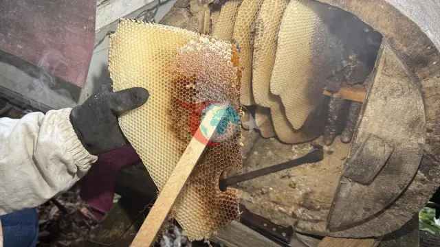 Kilosu 8 Bin Liradan Alıcı Buluyor: Coğrafi İşaretli Ayder Balına Yoğun İlgi