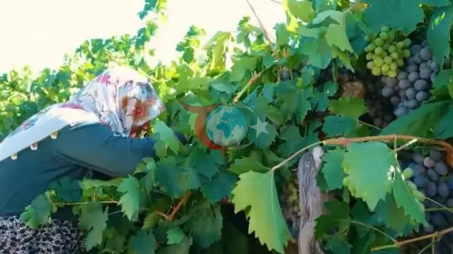Цимин жүзімінің көптігі бағаны екі есе төмендетті: дүңгіршектердегі үлкен кептеліс