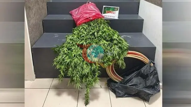 İzmir Konak'ta Zehir Tacirlerine Darbe: Evinde Kenevir Yetiştiren Şüpheli Tutuklandı