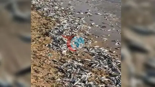 Muğla Milas'ta Korkutan Görüntü: İncekum Sahili'nde Toplu Balık Ölümleri Karaya Vurdu!