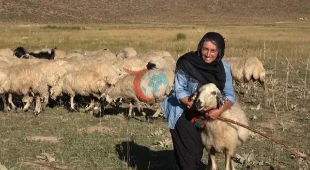 Tunceli Yaylalarında Bir Kadın Çobanın Mücadelesi: Özlem Baloğlu’nun Girişimcilik Hayali
