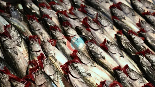 İstanbul Gürpınar Su Ürünleri Hali'nde Ağustos Ayı Şampiyonu Palamut Oldu