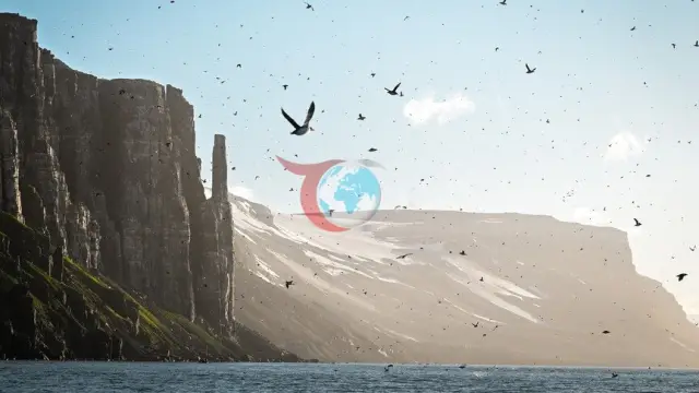Arktik'te Sıcaklık Rekoru: Kutup Kuşlarının Geleceği Tehlike Altında