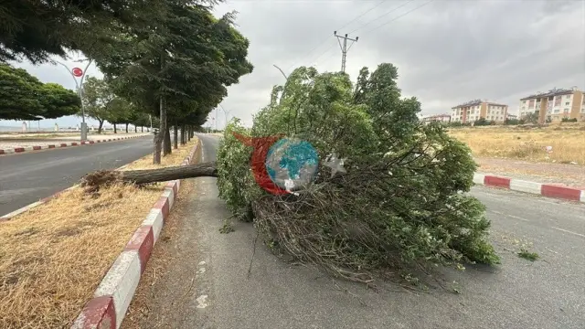 Van'da Şiddetli Rüzgar Hayatı Felç Etti: Ağaçlar Kökünden Söküldü