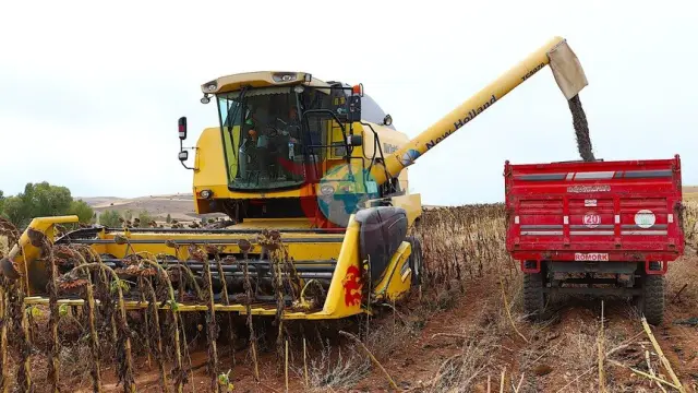 KARADENİZBİRLİK Ayçiçeği Alım Sezonunu Açtı: Üreticiye 122 Milyon TL Destek ve Yüksek Rekolte Müjdesi
