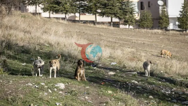 Ankara'daki Köpek Saldırısında Emsal Karar: Mahkeme "Hizmet Kusuru" Dedi