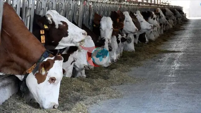 Kənd Təsərrüfatı və Meşə Təsərrüfatı Nazirliyi İyun ayı üzrə heyvandarlıq statistikasını açıqlayıb