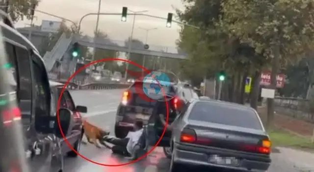 Adapazarı'nda Zincirini Koparan Sahipli Köpek Yolda Yürüyen Kişiye Saldırdı