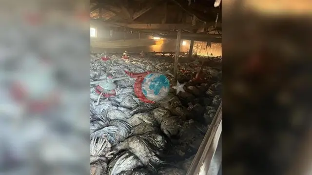 Bolu Mudurnu'da Kümeste Çıkan Yangında Bin 800 Hindi Telef Oldu